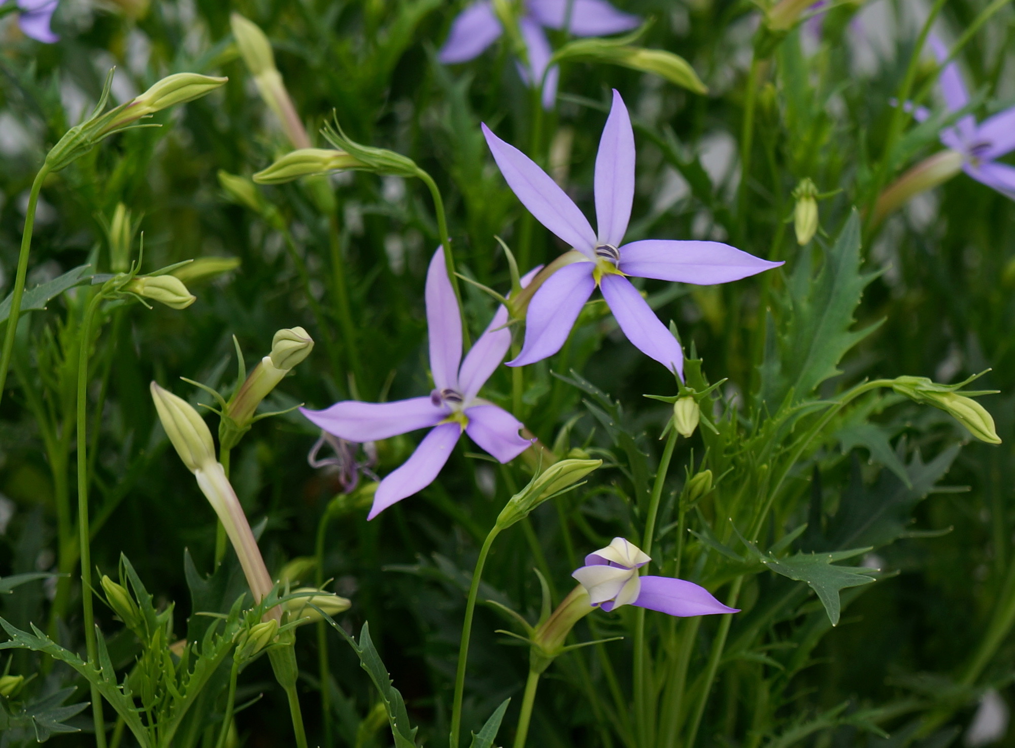 Den vakre sommerblomsten Tjømeblomst