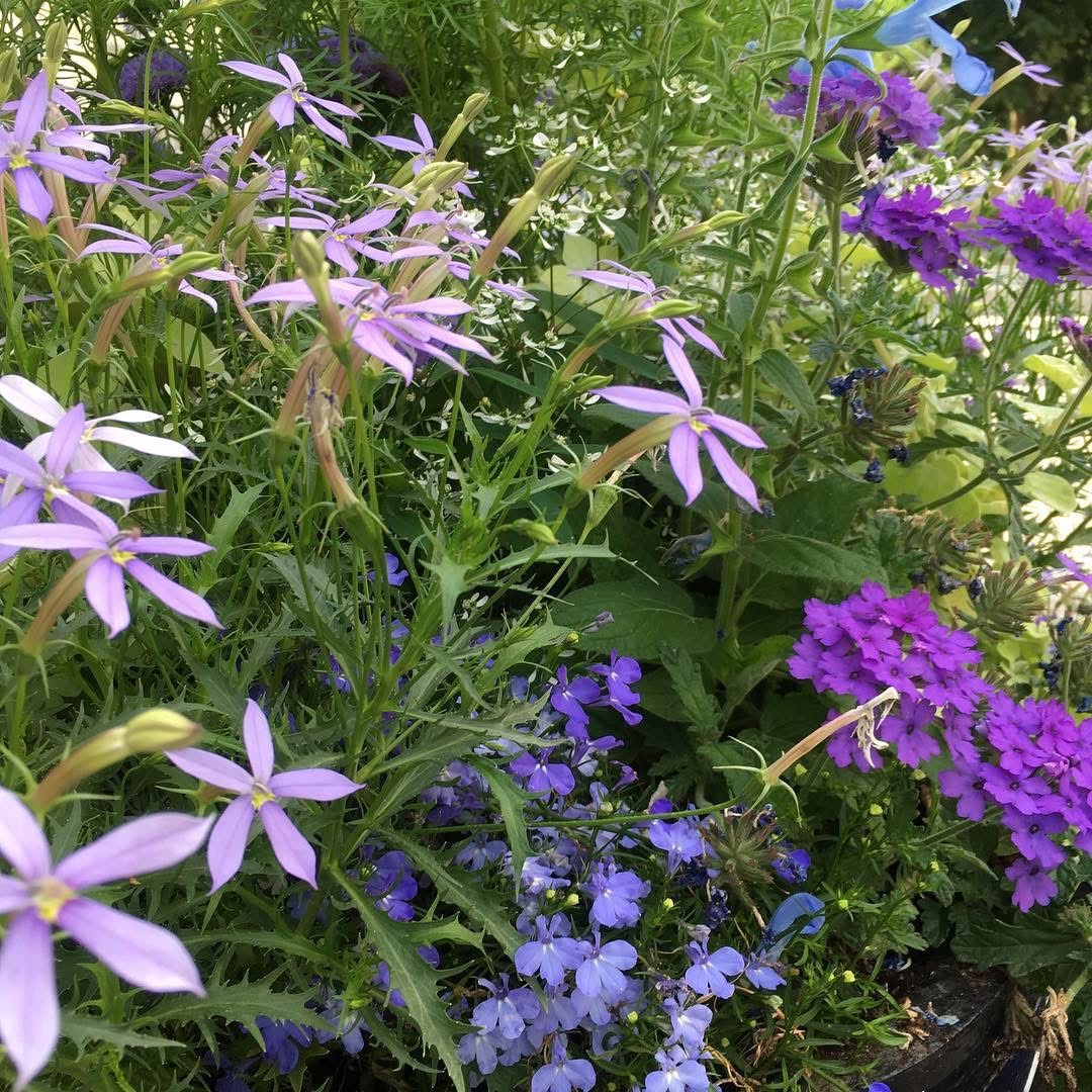 3 navn på en kjær sommerblomst - Tjømeblomst, Laurentia, Isotoma Her ser du mitt første møte med denne blomsten