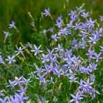 3 navn - Tjømeblomst, Laurentia, Isotoma Vakkert blomsterhav av Tjømeblomst