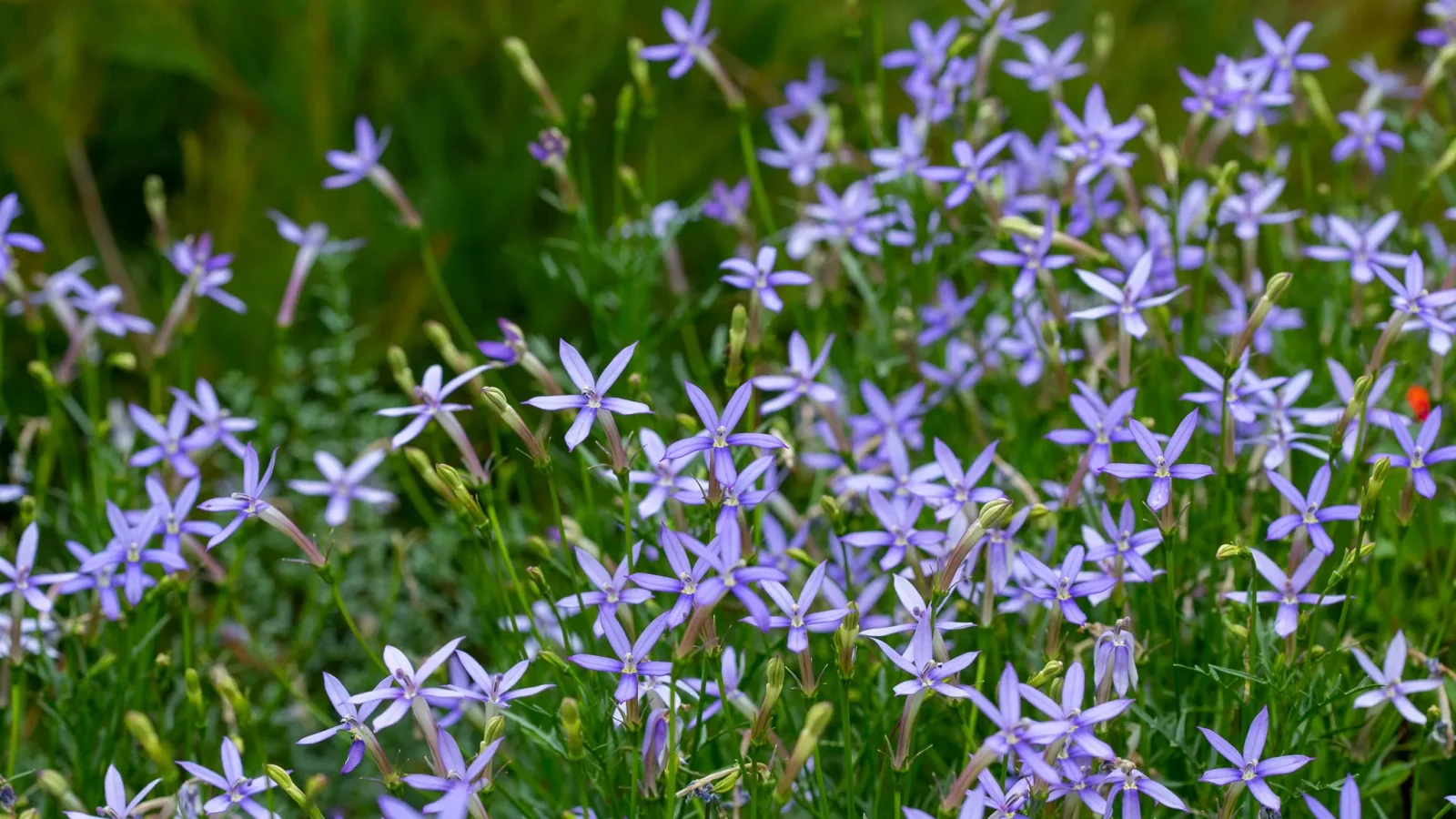 3 navn - Tjømeblomst, Laurentia, Isotoma Vakkert blomsterhav av Tjømeblomst