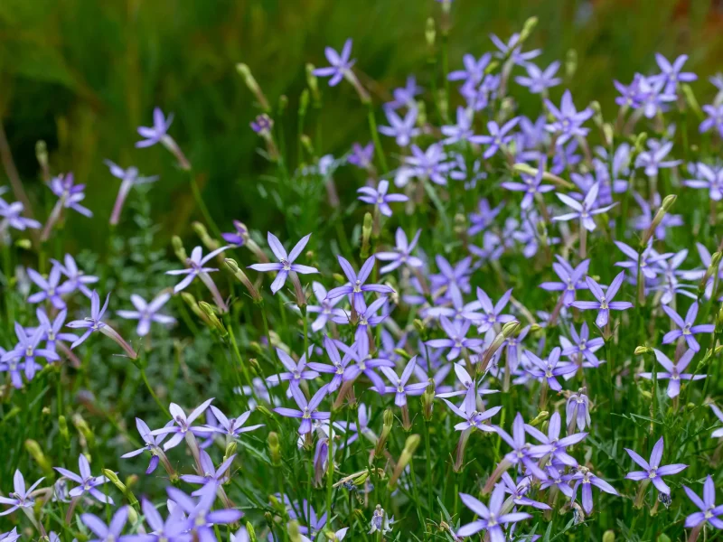 3 navn - Tjømeblomst, Laurentia, Isotoma Vakkert blomsterhav av Tjømeblomst
