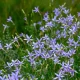 3 navn - Tjømeblomst, Laurentia, Isotoma Vakkert blomsterhav av Tjømeblomst